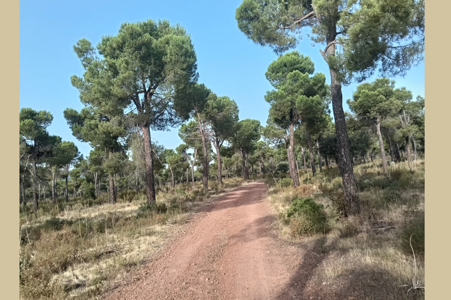 El Vasto Madridejos