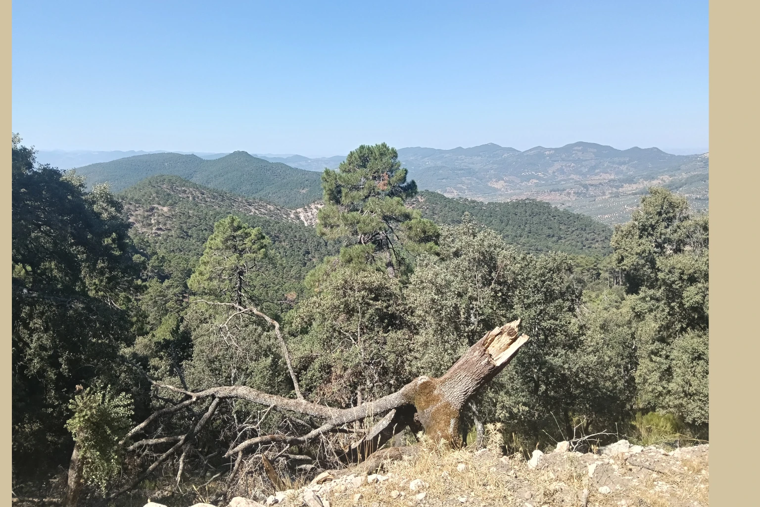 Árbol