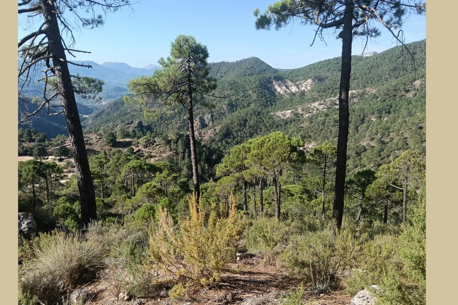 Los Picarazos - Villaverde del Guadalimar