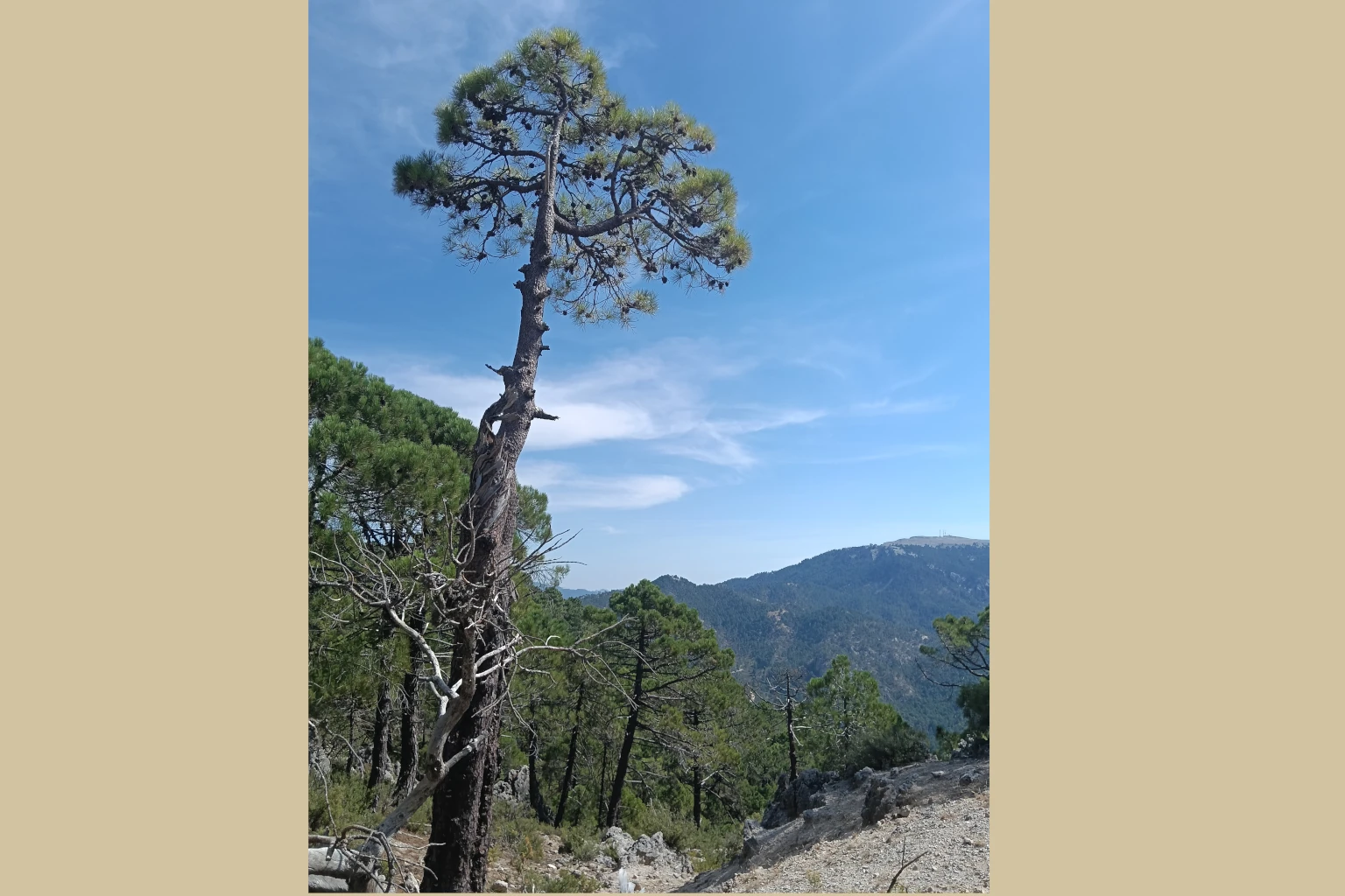 Los Picarazos - Villaverde del Guadalimar