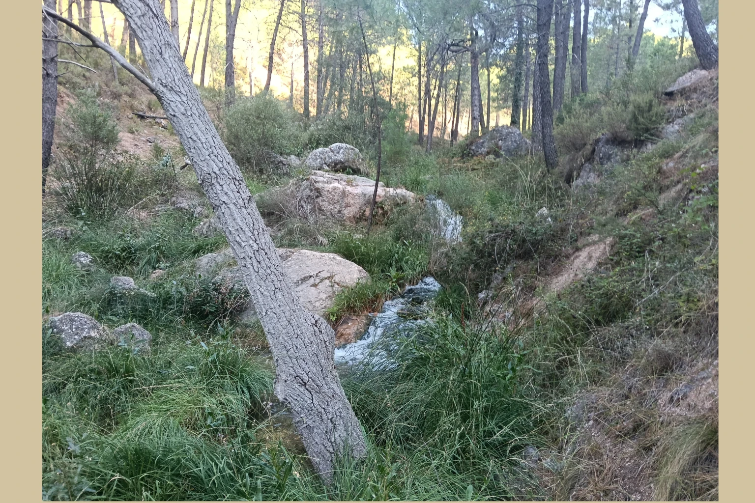 Los Picarazos - Villaverde del Guadalimar